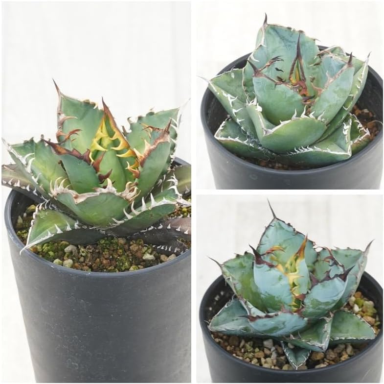 楽天市場】多肉植物：アガベ チタノタ錦 黄覆輪*幅11cm 現品！一品